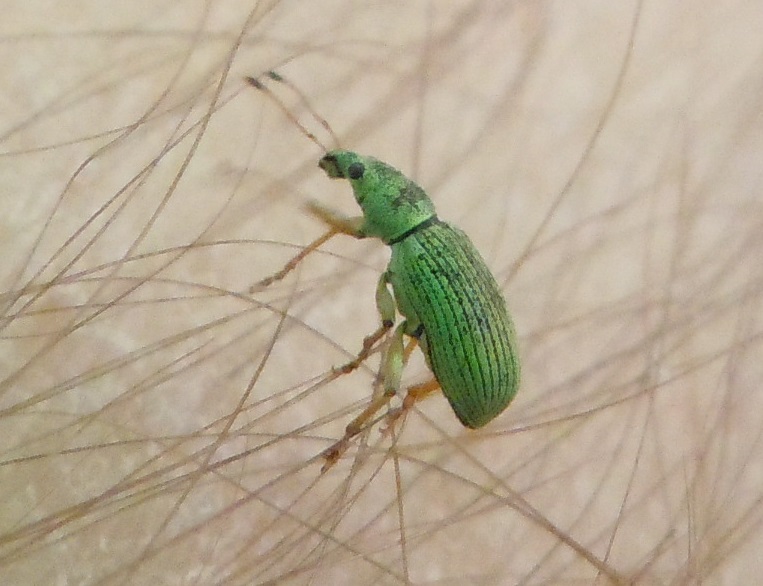 Curculionidae:  Polydrusus formosus